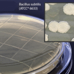 Tryptic Soy Agar, 65mm, L&T, Contact Plates  10/pk