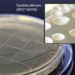 Sabdex Agar, 65mm, Contact Plates 10/pk