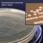 Malt Extract Agar, 60mm, L&T, Contact Plates 10/pk